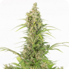 White Widow CBD Auto Feminised Seeds White Widow CBD Auto Feminised Seeds